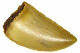 Serrated Raptor Tooth - Real Dinosaur Tooth #361054-1